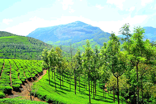 munnar